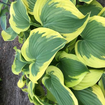 Hosta 'Broad Band'